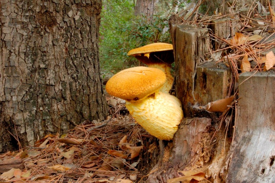 Mattinata a San Rossore